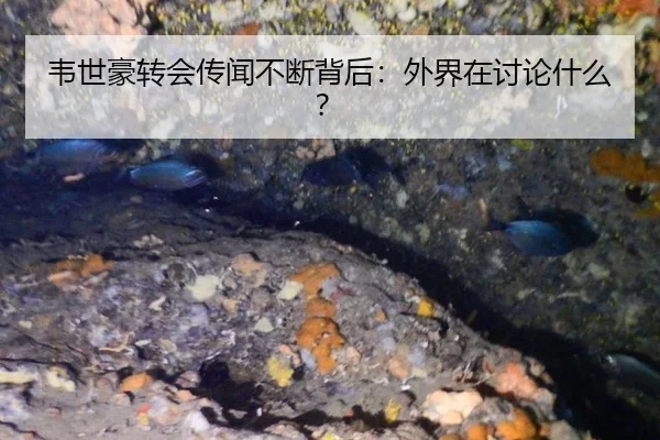 韦世豪转会传闻不断背后：外界在讨论什么？
